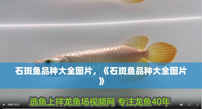 石斑魚品種大全圖片，《石斑魚品種大全圖片》