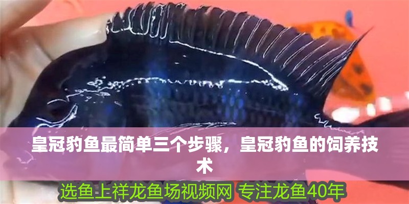皇冠豹魚最簡單三個步驟，皇冠豹魚的飼養(yǎng)技術(shù)