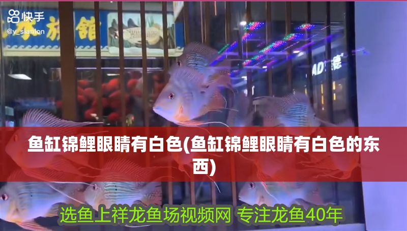 魚缸錦鯉眼睛有白色(魚缸錦鯉眼睛有白色的東西)