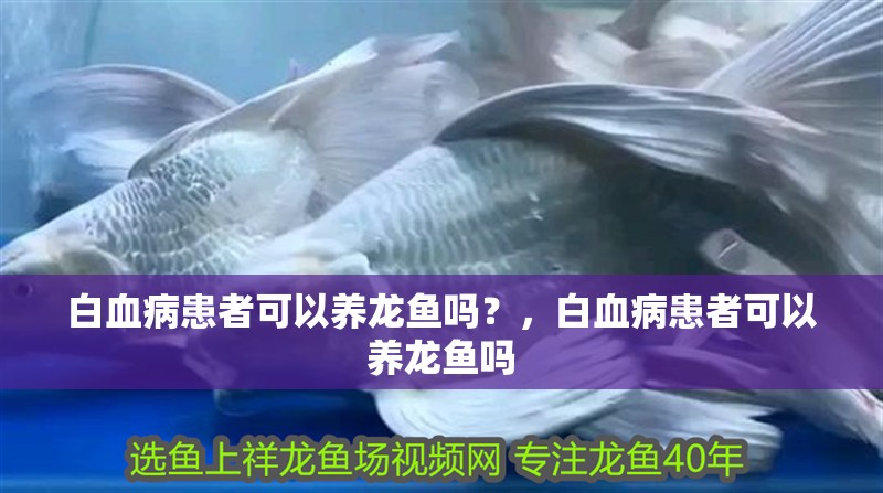 白血病患者可以養龍魚嗎？，白血病患者可以養龍魚嗎