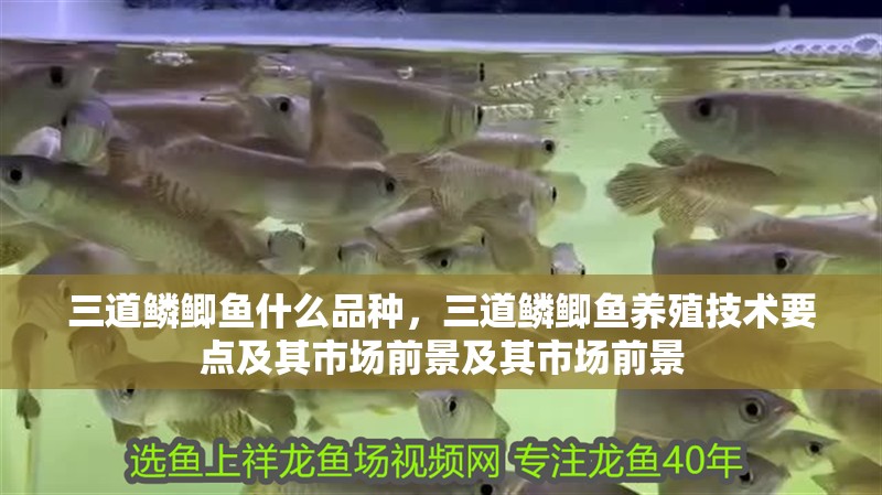 三道鱗鯽魚什么品種，三道鱗鯽魚養殖技術要點及其市場前景及其市場前景