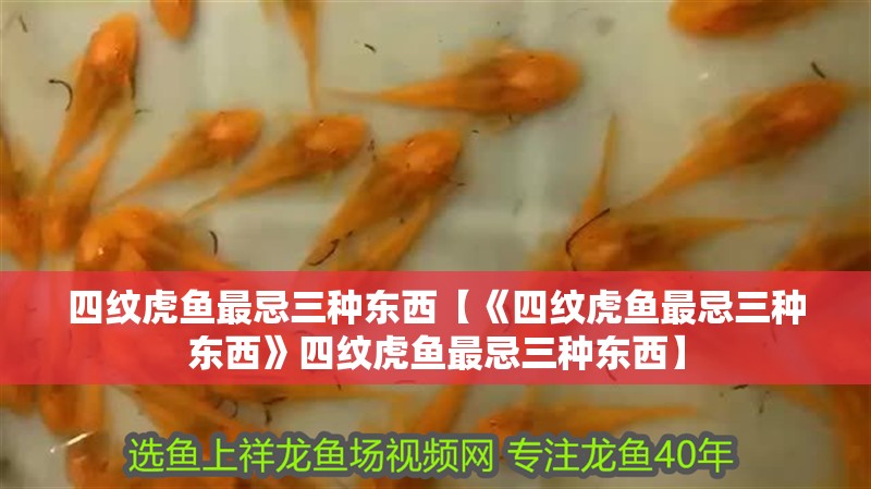 四紋虎魚最忌三種東西【《四紋虎魚最忌三種東西》四紋虎魚最忌三種東西】