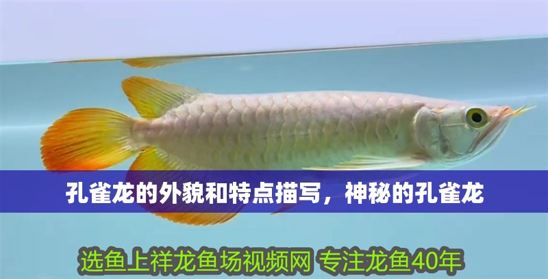 孔雀龍的外貌和特點描寫，神秘的孔雀龍