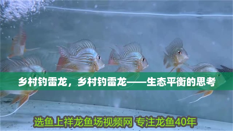 鄉村釣雷龍，鄉村釣雷龍——生態平衡的思考