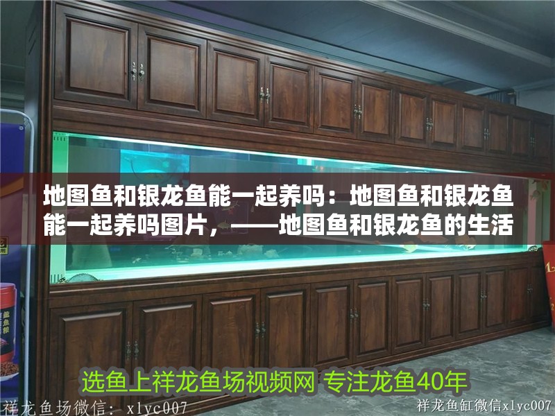 地圖魚和銀龍魚能一起養(yǎng)嗎：地圖魚和銀龍魚能一起養(yǎng)嗎圖片，——地圖魚和銀龍魚的生活習(xí)性建議