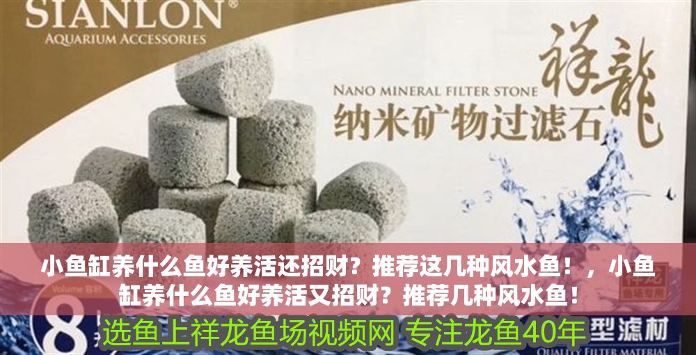 小魚缸養什么魚好養活還招財？推薦這幾種風水魚！，小魚缸養什么魚好養活又招財？推薦幾種風水魚！