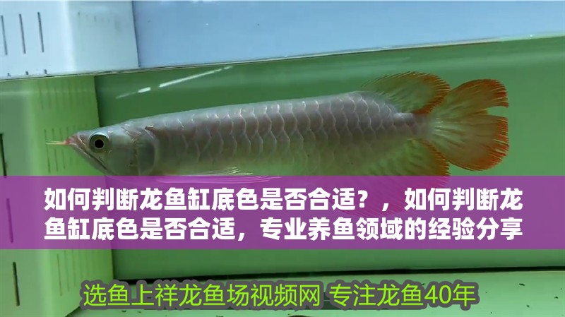 如何判斷龍魚缸底色是否合適？，如何判斷龍魚缸底色是否合適，專業養魚領域的經驗分享