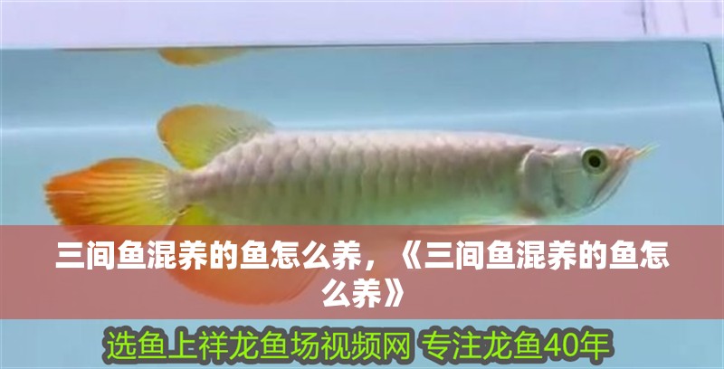 三間魚混養的魚怎么養，《三間魚混養的魚怎么養》