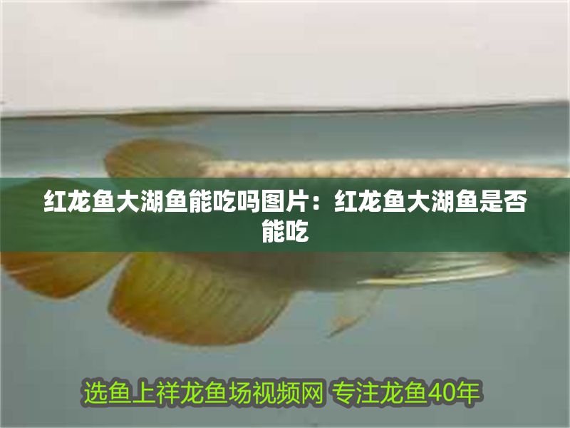紅龍魚(yú)大湖魚(yú)能吃嗎圖片：紅龍魚(yú)大湖魚(yú)是否能吃