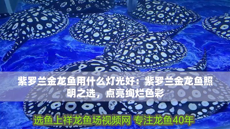 紫羅蘭金龍魚用什么燈光好：紫羅蘭金龍魚照明之選，點(diǎn)亮絢爛色彩