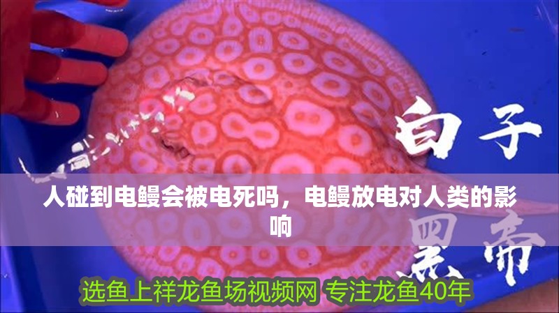 人碰到電鰻會被電死嗎，電鰻放電對人類的影響