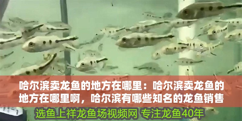 哈爾濱賣龍魚的地方在哪里：哈爾濱賣龍魚的地方在哪里啊，哈爾濱有哪些知名的龍魚銷售市場或店鋪或店鋪或店鋪