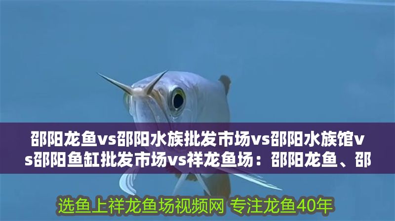 邵陽(yáng)龍魚(yú)vs邵陽(yáng)水族批發(fā)市場(chǎng)vs邵陽(yáng)水族館vs邵陽(yáng)魚(yú)缸批發(fā)市場(chǎng)vs祥龍魚(yú)場(chǎng)：邵陽(yáng)龍魚(yú)、邵陽(yáng)水族、邵陽(yáng)水族館、邵陽(yáng)魚(yú)缸批發(fā)市場(chǎng)價(jià)格對(duì)比