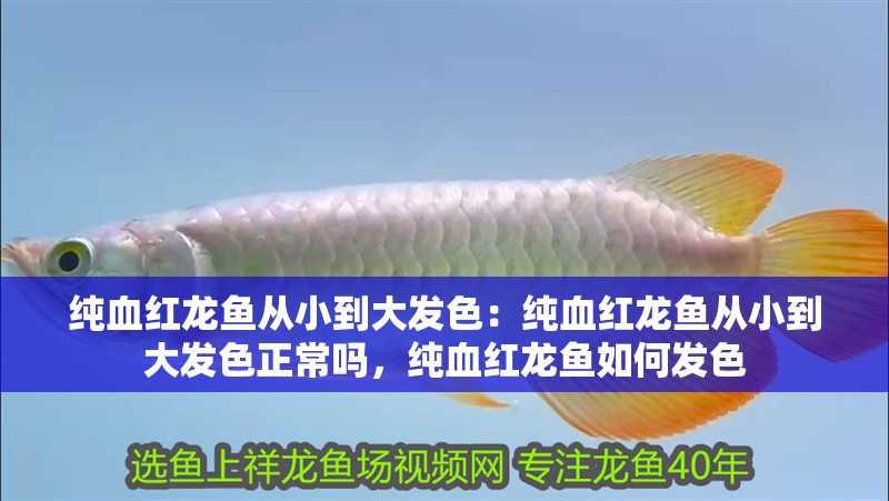 純血紅龍魚從小到大發色：純血紅龍魚從小到大發色正常嗎，純血紅龍魚如何發色