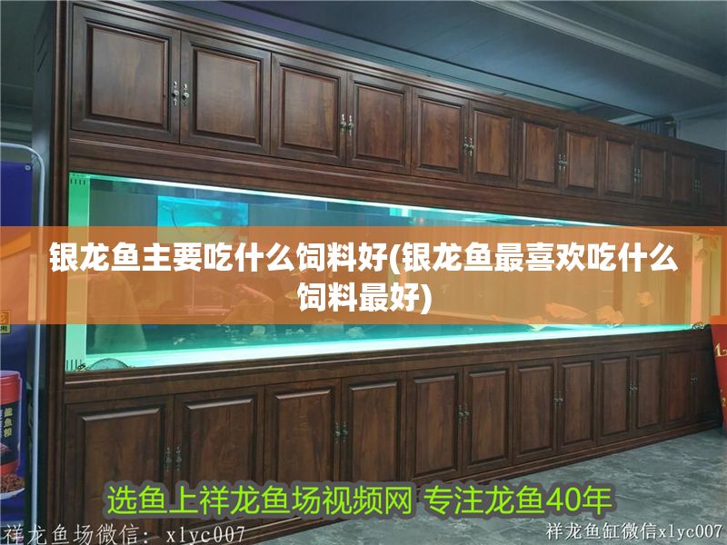 銀龍魚(yú)主要吃什么飼料好(銀龍魚(yú)最喜歡吃什么飼料最好)