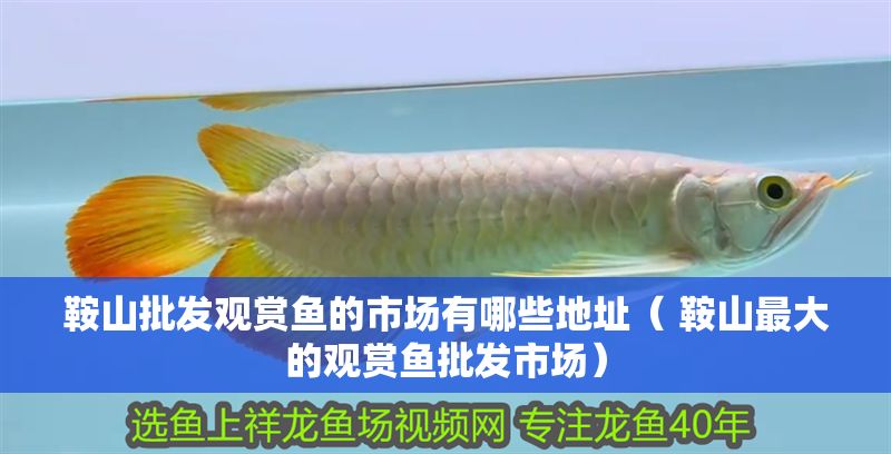 鞍山批發觀賞魚的市場有哪些地址（ 鞍山最大的觀賞魚批發市場）