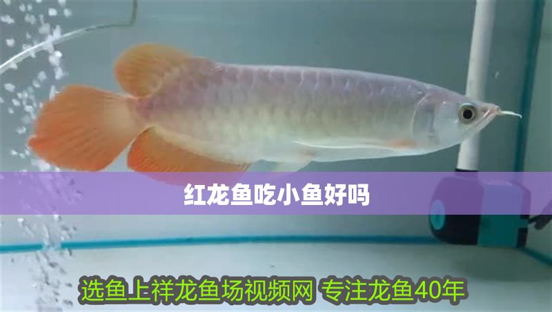 紅龍魚(yú)吃小魚(yú)好嗎