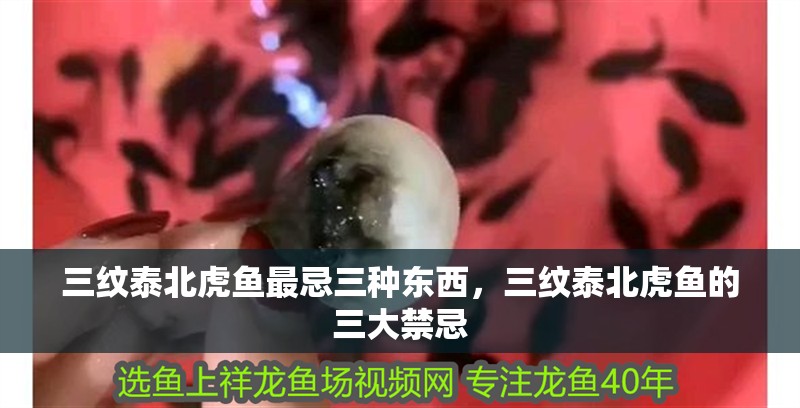 三紋泰北虎魚最忌三種東西，三紋泰北虎魚的三大禁忌