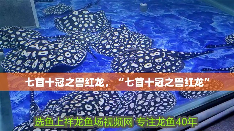 七首十冠之獸紅龍,“七首十冠之獸紅龍” 龍魚(yú)論壇 七首十冠之獸紅龍,“七首十冠之獸紅龍” 七首十冠之獸紅龍,“七首十冠之獸紅龍” 龍魚(yú)論壇