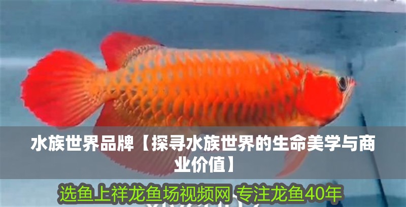 水族世界品牌【探尋水族世界的生命美學與商業價值】