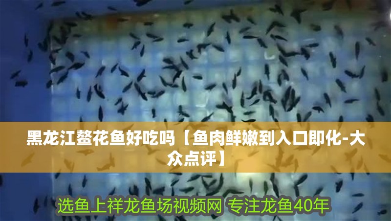 黑龍江鰲花魚好吃嗎【魚肉鮮嫩到入口即化-大眾點評】