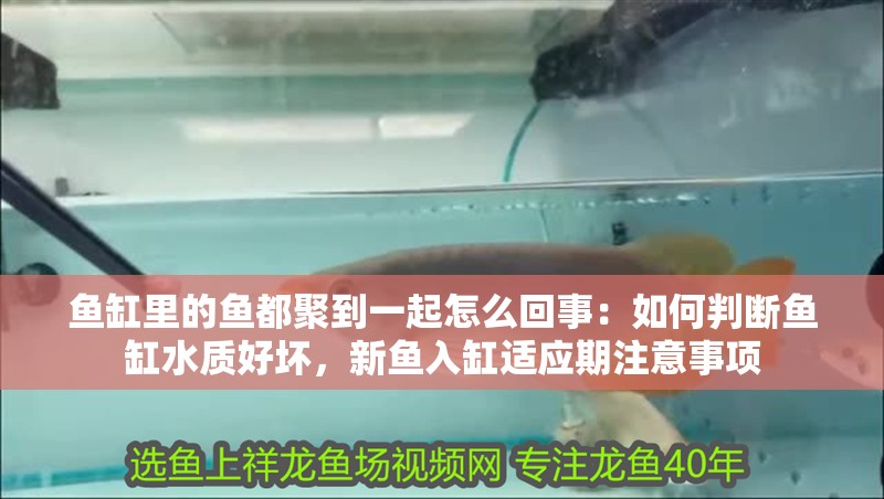 魚缸里的魚都聚到一起怎么回事：如何判斷魚缸水質好壞，新魚入缸適應期注意事項