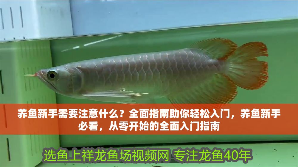 養(yǎng)魚新手需要注意什么？全面指南助你輕松入門，養(yǎng)魚新手必看，從零開始的全面入門指南