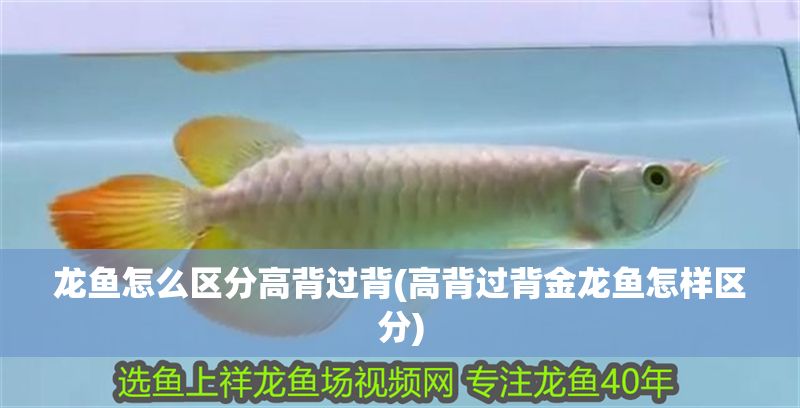 龍魚怎么區分高背過背(高背過背金龍魚怎樣區分)