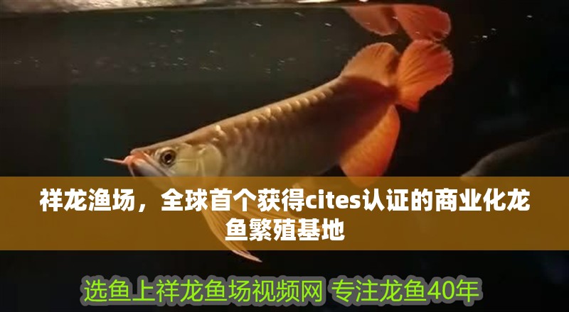 祥龍漁場，全球首個獲得cites認(rèn)證的商業(yè)化龍魚繁殖基地