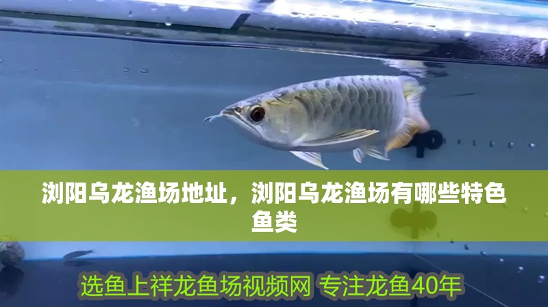 瀏陽烏龍漁場地址，瀏陽烏龍漁場有哪些特色魚類