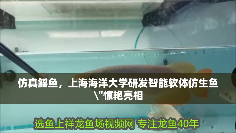 仿真鰩魚，上海海洋大學研發智能軟體仿生魚\