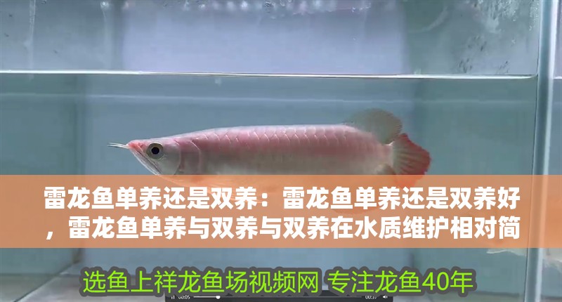 雷龍魚單養還是雙養：雷龍魚單養還是雙養好，雷龍魚單養與雙養與雙養在水質維護相對簡單直接區別