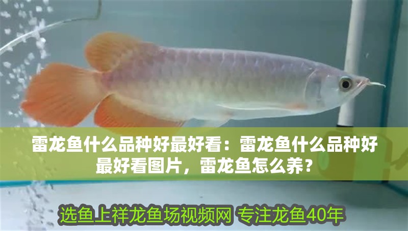 雷龍魚什么品種好最好看：雷龍魚什么品種好最好看圖片，雷龍魚怎么養？
