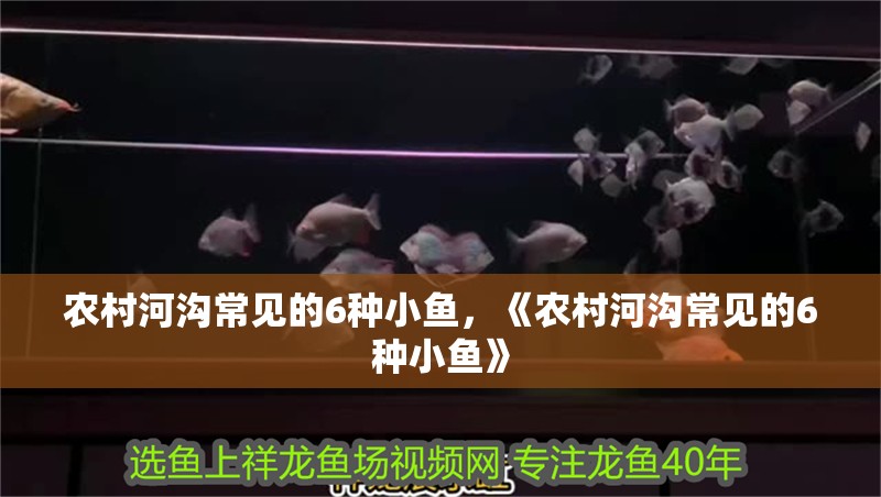 農(nóng)村河溝常見的6種小魚，《農(nóng)村河溝常見的6種小魚》