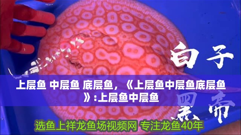 上層魚 中層魚 底層魚，《上層魚中層魚底層魚》:上層魚中層魚