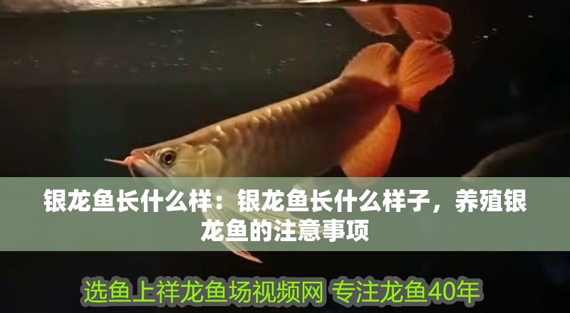 銀龍魚長什么樣：銀龍魚長什么樣子，養殖銀龍魚的注意事項