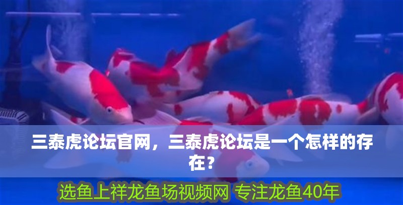 三泰虎論壇官網，三泰虎論壇是一個怎樣的存在？