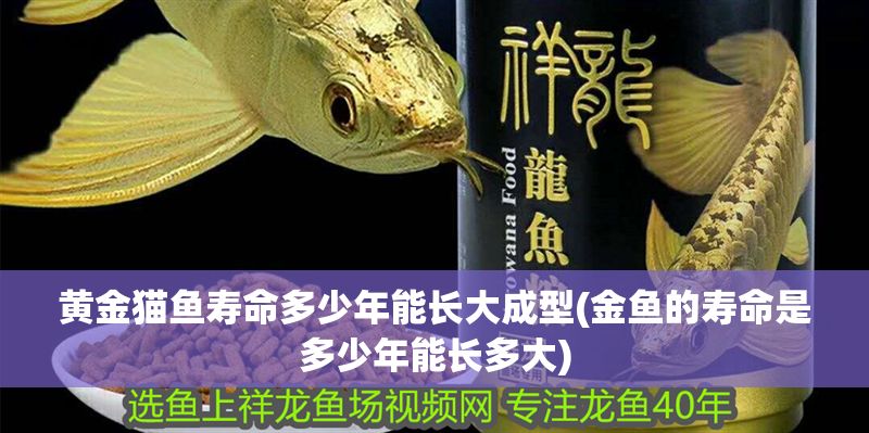 黃金貓魚壽命多少年能長大成型(金魚的壽命是多少年能長多大)
