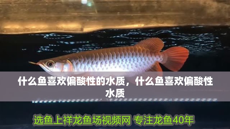 什么魚喜歡偏酸性的水質，什么魚喜歡偏酸性水質