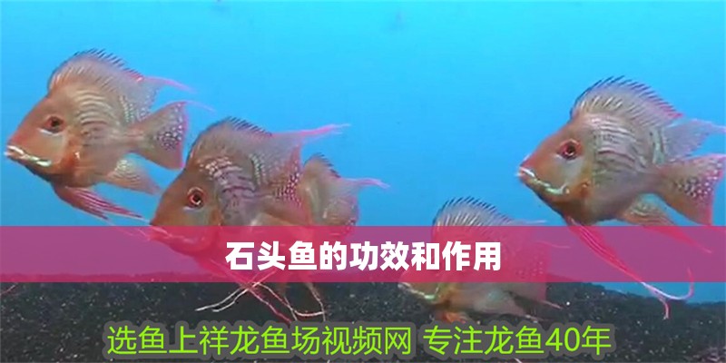 石頭魚的功效和作用