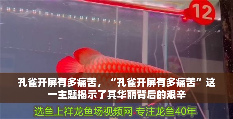 孔雀開屏有多痛苦，“孔雀開屏有多痛苦”這一主題揭示了其華麗背后的艱辛