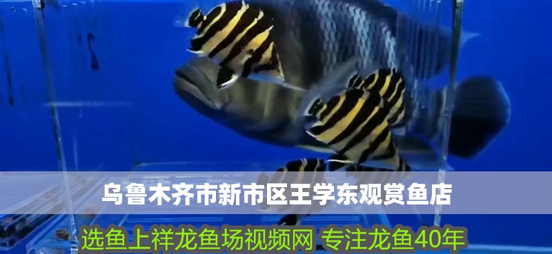 烏魯木齊市新市區(qū)王學(xué)東觀賞魚店