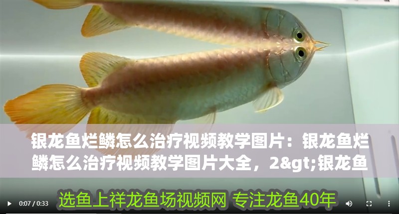 銀龍魚爛鱗怎么治療視頻教學圖片：銀龍魚爛鱗怎么治療視頻教學圖片大全，2>銀龍魚爛鱗初期有哪些癥狀表現