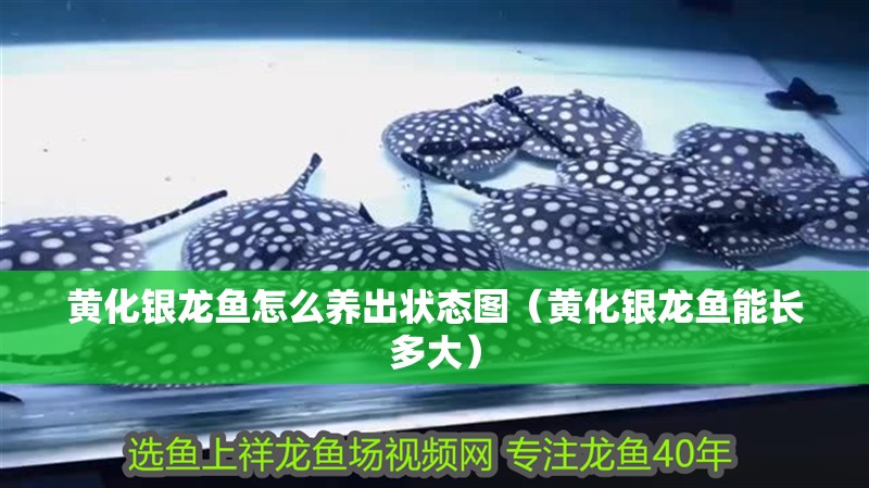 黃化銀龍魚怎么養出狀態圖（黃化銀龍魚能長多大）