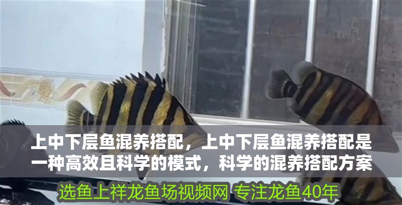 上中下層魚混養搭配，上中下層魚混養搭配是一種高效且科學的模式，科學的混養搭配方案