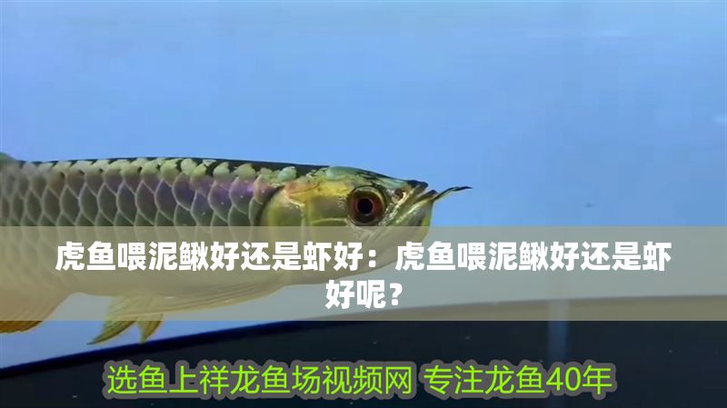 虎魚喂泥鰍好還是蝦好：虎魚喂泥鰍好還是蝦好呢？