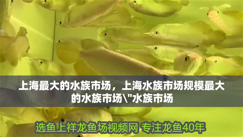上海最大的水族市場，上海水族市場規模最大的水族市場\