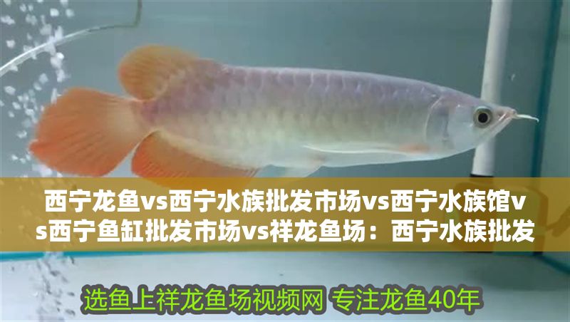 西寧龍魚vs西寧水族批發市場vs西寧水族館vs西寧魚缸批發市場vs祥龍魚場：西寧水族批發市場