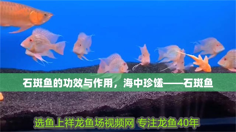 石斑魚的功效與作用，海中珍饈——石斑魚