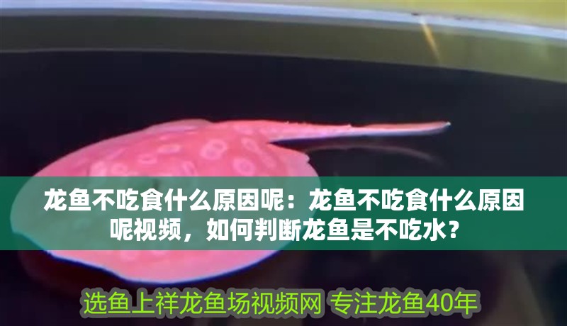 龍魚不吃食什么原因呢：龍魚不吃食什么原因呢視頻，如何判斷龍魚是不吃水？
